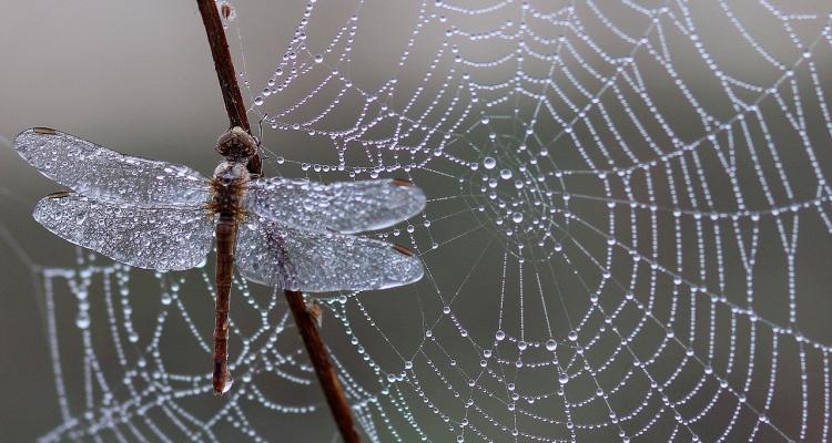 ¿Cómo está desarrollada la Web?